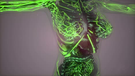 Menschlicher-Körper-Mit-Leuchtenden-Blutgefäßen